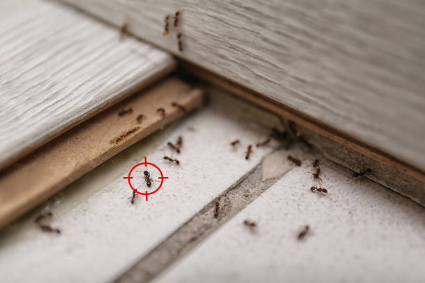 Best Residential Pest Control  in Wildwood Crest, NJ