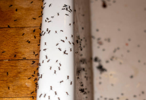 Best Rat Extermination Near Me  in Wildwood Crest, NJ