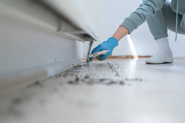 Best Flea Control Services  in Wildwood Crest, NJ
